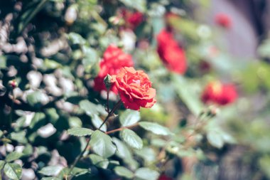 Güzel taze güller. Doğal arka plan, bahçedeki çalılıklardaki güllerin kabarıklığı. Bahçedeki kırmızı güllerden bir çalıya yaklaş..