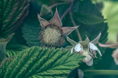 Çiftlikteki ahududu çalılarının üzerinde taze, güzel ahudududuları kapatın. Taze arkaplan taze böğürtlendir. Makro fotoğrafçılık görünümü. 