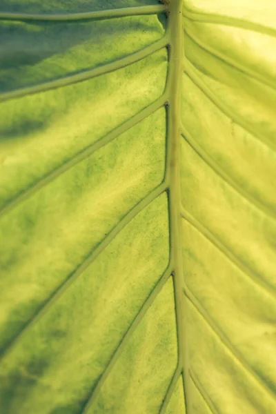 Close Beautiful Green Yellow Leaf Background Texture Macro Photography View — Stockfoto