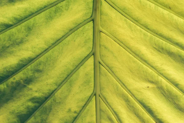 Close Beautiful Green Yellow Leaf Background Texture Macro Photography View —  Fotos de Stock