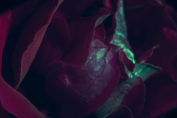 Beautiful fresh roses. Green-red neon rose close up. Bright macro background.