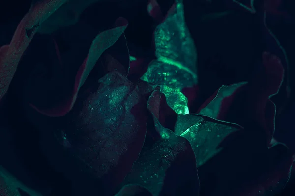Прекрасні Свіжі Троянди Зелений Неоновий Піднявся Крупним Планом Яскравий Макро — стокове фото