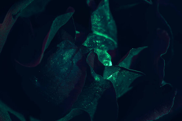 Beautiful fresh roses. Green neon rose close up. Bright macro background dark.