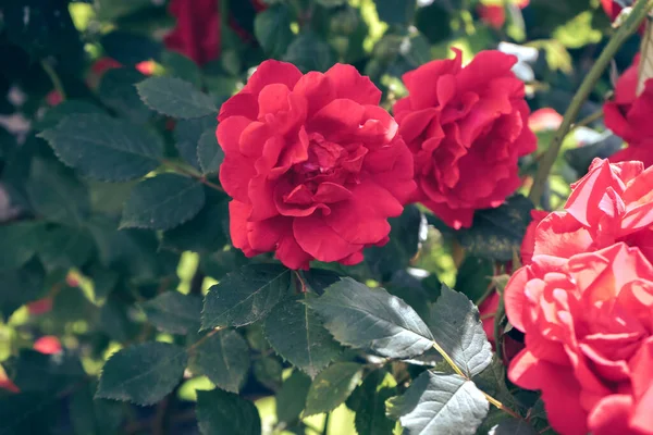 Όμορφα Φρέσκα Τριαντάφυλλα Κοντινό Πλάνο Ενός Θάμνου Κόκκινα Σουσίνια Φυσικό — Φωτογραφία Αρχείου