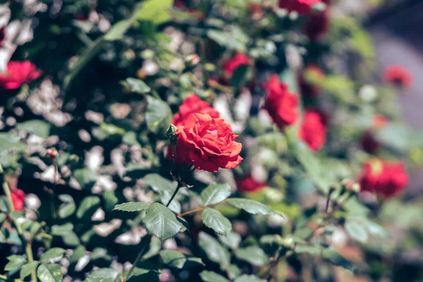 美丽的年轻新鲜玫瑰 自然的背景 花园里的花丛上盛满了玫瑰 院子里一丛丛红玫瑰的近旁 — 图库照片