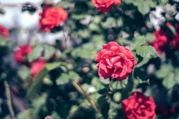 美丽的年轻新鲜玫瑰 自然的背景 花园里的花丛上盛满了玫瑰 院子里一丛丛红玫瑰的近旁 — 图库照片