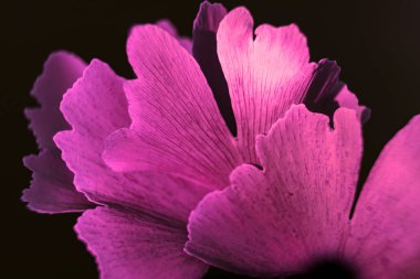 Renkli ışıklı, soyut güzel bir yaprak. Ginkgo Biloba 'nın siyah arka planındaki yeşil yapraklı Ginkgo ağacını kapat. Makro fotoğrafçılık görünümü.