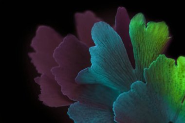 Renkli ışıklı, soyut güzel bir yaprak. Ginkgo Biloba 'nın siyah arka planındaki yeşil yapraklı Ginkgo ağacını kapat. Makro fotoğrafçılık görünümü.