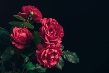 Güzel taze güller. Siyah arka plan. Bir buket kırmızı gülün yanına..