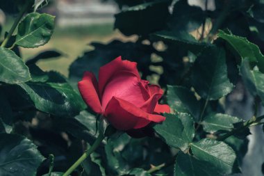 Yeşil arka planda kırmızı gül çiçeğini kapat. Yağmurdan sonra.