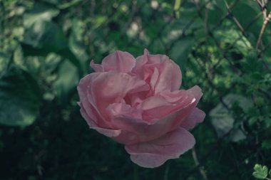 Yeşil bahçe arka planında pembe gül çiçeğini kapat. Yağmurdan sonra.
