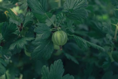 Bektaşi üzümlü bir çalılıkta, bir çiftlikte. Taze arkaplan taze böğürtlendir. Makro fotoğrafçılık görünümü. 