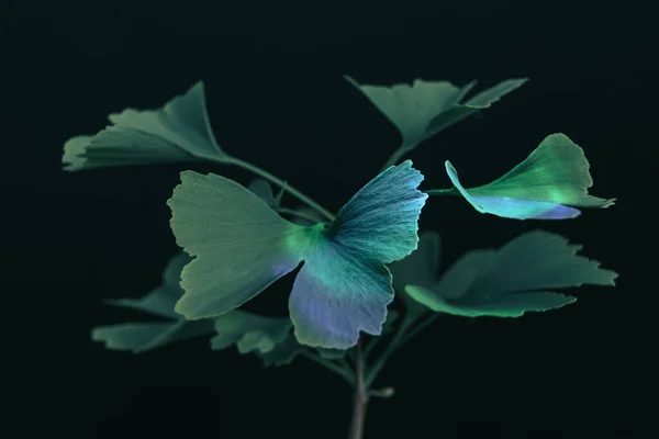 色の光で美しい抽象的な葉 黒を背景にイチョウの小さな木の上に緑の葉イチョウのクローズアップ マクロ写真ビュー — ストック写真