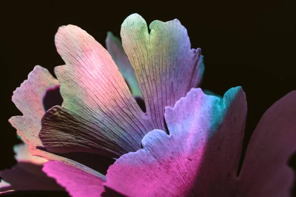 Hermosa Hoja Abstracta Con Luz Color Primer Plano Hoja Verde — Foto de Stock