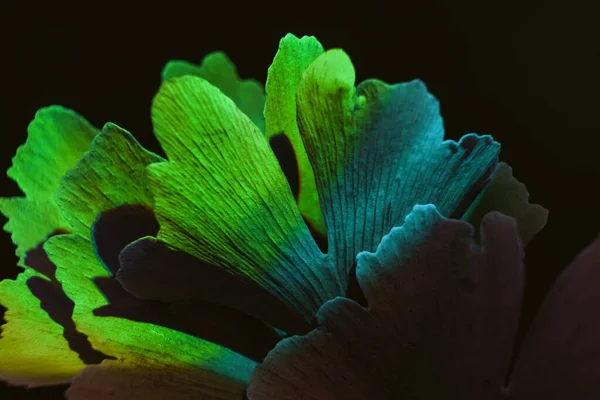 Прекрасний Абстрактний Лист Кольоровим Світлом Крупним Планом Зелене Листя Гінкго — стокове фото