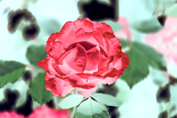 美しい抽象的な美しいバラの花の背景パターンのデザイン — ストック写真
