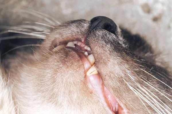 Close Up funny sleeping cat\'s Portrait of sleeping  House cat.