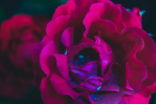 Lindas Rosas Frescas Néon Vermelho Subiu Perto Fundo Macro Brilhante — Fotografia de Stock