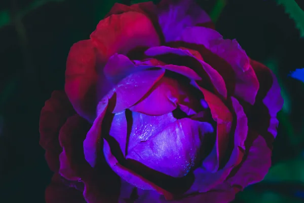 Прекрасні Свіжі Троянди Червоний Неоновий Піднявся Крупним Планом Яскравий Макро — стокове фото