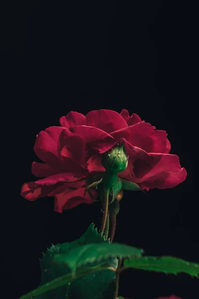 美丽的年轻新鲜玫瑰 黑色背景 一只红玫瑰的特写 — 图库照片