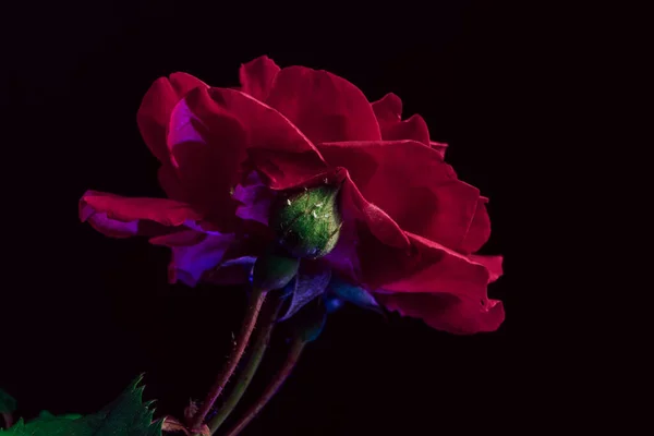美しい若い新鮮なバラ 黒の背景 赤いバラの花の一つを閉じて — ストック写真