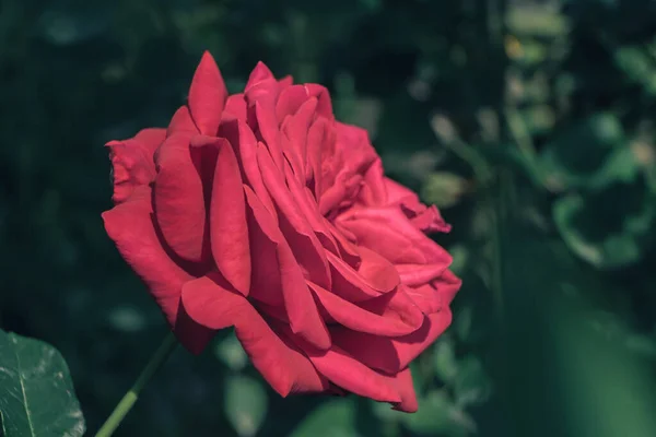 Κοντινό Κόκκινο Τριαντάφυλλο Λουλούδι Ένα Πράσινο Φόντο Κήπο Μετά Βροχή — Φωτογραφία Αρχείου