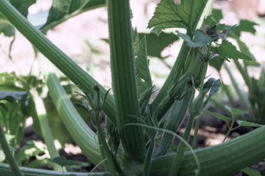 Bir çiftlikteki kabak çiçekli çalıların orada. Arka planda taze taze bitkiler. 