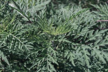 Tasarımın güzel paçavra arka plan modelini kapat.