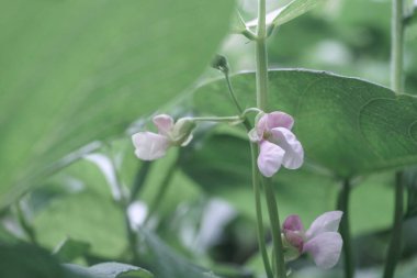 Güzel taze fasulye yaprağı. Bir çalılık yeşil fasulyeyi kapat. Doğal arka plan, geniş çalı.