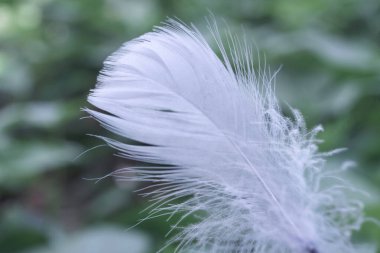 Güzeller güzeli kuş tüyünü bokeh 'e yakın tut. Tasarım dokusu için şablon arkaplanı.  