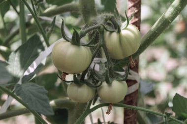 Çiçek açan güzel taze domatesler. Yeşil domates çalılığına yaklaş. Doğal arka plan, geniş çalı.