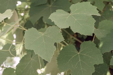 Tasarım için güzel üzüm yaprağı desenli arka plan dokusu. Makro fotoğrafçılık görünümü.