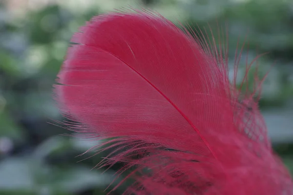 Close Beautiful One Bird Feather Bokeh Pattern Background Design Texture — Stock Photo, Image