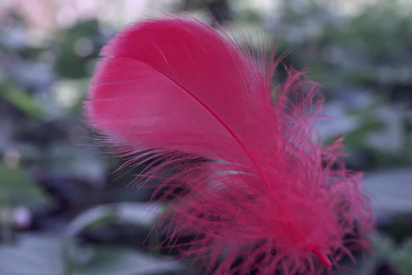 Cerrar Hermosa Pluma Pájaro Bokeh Fondo Del Patrón Para Textura — Foto de Stock