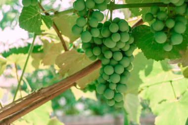 Tasarım için taze yeşil arkaplan dokusu. Makro fotoğrafçılık görünümü.