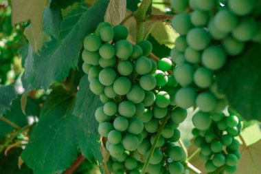 Tasarım için taze yeşil arkaplan dokusu. Makro fotoğrafçılık görünümü.