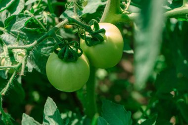 Çiçek açan güzel taze domatesler. Yeşil domates çalılığına yaklaş. Doğal arka plan, geniş çalı.