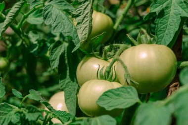 Çiçek açan güzel taze domatesler. Yeşil domates çalılığına yaklaş. Doğal arka plan, geniş çalı.