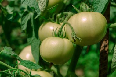 Çiçek açan güzel taze domatesler. Yeşil domates çalılığına yaklaş. Doğal arka plan, geniş çalı.