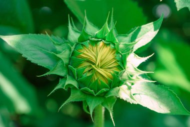 Yeşil yapraklardan oluşan bir arka planda bir ayçiçeğinin güzel, genç, kapalı çiçeğini kapat. Tasarım için doğa arkaplan dokusu.