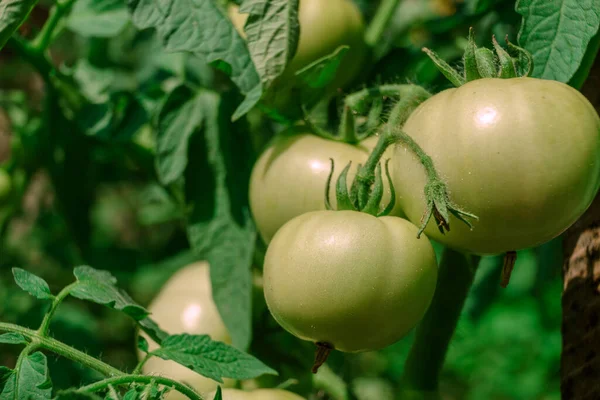 Beautiful fresh tomatoes flowering bush. Close up of a bush of green tomato. Natural background, large bush.