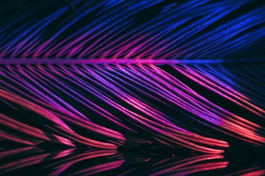 Güzel palmiye yaprağını renkli ışıkta kapat. Minimalizm retro tarzı konsept. Tasarım için arkaplan dokusu. 