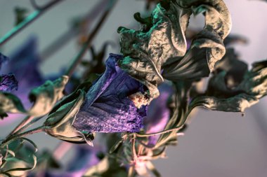 Solmuş çiçekleri kapat. Neon ışıkta çok güzel bir bitki. Minimalizm retro tarzı konsept. Tasarım için arkaplan deseni.