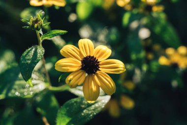 Güzel siyah gözlü Susanlar bir bahçede çiçek ve bokeh arkaplan dokusunda. Makro fotoğrafçılık görünümü. 