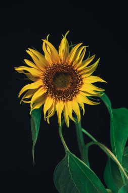Siyah üzerinde ayçiçeği bitkisi. Güzel bitki minimumu. Tasarım için arkaplan deseni. 