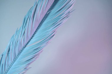 Neon ışığında güzel bir palmiye yaprağı. Minimalizm retro tarzı konsept. Tasarım için arkaplan dokusu. 