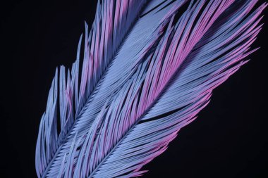 Güzel solmuş palmiye yaprağını neon ışıkta kapayın. Minimalizm retro tarzı konsept. Tasarım için arkaplan dokusu. 