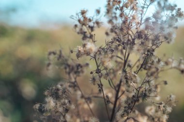 Gökyüzüne karşı yeşil bir çayırda güzel sarı çimen manzarası..