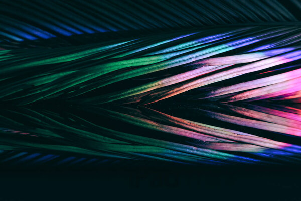 Закрыть красивый пальмовый лист в ярком свете. Концепция минимализма в стиле ретро. Фон текстуры шаблона для дизайна. 