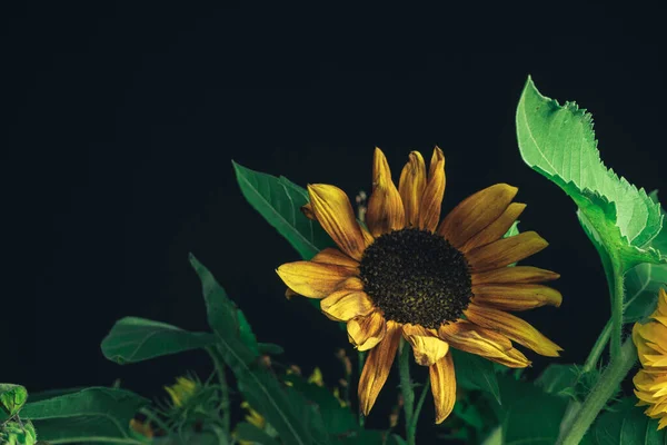 Nahaufnahme Sonnenblumen Pflanze Auf Einem Schwarzen Schöne Pflanze Minimal Minimalismus — Stockfoto